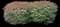 Burning Bush — design image 27