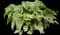 Heartleaf Brunnera — design image 8