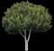 Weeping Fig Tree — design image 5