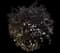 Ninebark (Physocarpus opulifolius) — design image 9