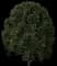 Golden Privet 'Aureum' — design image 4