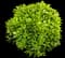 Evergreen Japanese Euonymus Shrub — design image 7