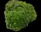 Crown daisy — design image 2