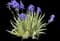 Gold Variegated Sweet Iris — design image 2
