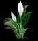 Peace Lily Plant — design image 2