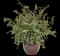 Crested Japanese Painted Fern — design image 4