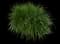 Lemon Grass Plant (Cymbopogon citratus) — design image 2