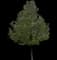 Flowering Pear Tree — design image 13