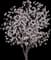 Saucer Magnolia Tree — design image 11