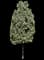 Buttonwood — design image 8