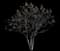 Gocanzam Golden Candle™ Goldenrain Tree — design image 2
