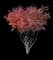 Autumn Brilliance Serviceberry Tree — design image 4