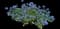 Jack of Diamonds Heartleaf Brunnera — design image 6