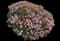 Pinkie Indian Hawthorn Shrub — design image 2