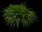 Daylilly — design image 18