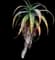 Torch Aloe — design image 20