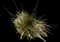 Goldenhange Tufted Hairgrass — design image 1