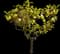 Bearss Lemon Tree — design image 1