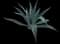Blue American Agave Plant — design image 7