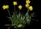 Wild Daffodil — design image 20