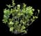 Evergreen Japanese Euonymus Shrub — design image 19