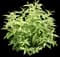 Summer Skies' Butterfly Bush — design image 2