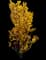Forsythia Shrub — design image 6