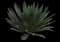 Shaw's Agave — design image 5