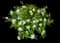 Gardenia Fool Proof™ — design image 1