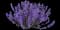 Catnip — design image 8