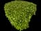 Laurustinus Viburnum — design image 13