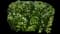 Korean Spice Viburnum Shrub — design image 1