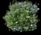 Rose of Sharon — design image 17