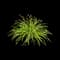 Daylilly — design image 11