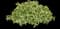 Licorice Splash Licorice Plant — design image 1