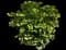 Eastern Snowball Bush — design image 11