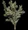 Flowering Pear Tree — design image 6