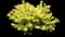 Brass Buckle Japanese holly — design image 1