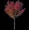 Flowering Pear Tree — design image 4