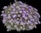 New York Aster — design image 1