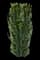 Green Spire Japanese Euonymus — design image 2