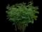 Chinese Peony — design image 6