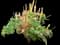 Columbine (Aquilegia) — design image 1