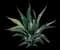 Fox Tail Agave — design image 27