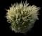 Hush Puppy™ - Dwarf Fountain Grass — design image 3
