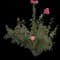 China Rose — design image 3