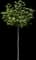 American Planetree — design image 4