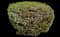 Moss Campion — design image 1
