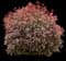 Fraser Photinia — design image 1