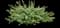 Petite Licorice Licorice Plant — design image 1